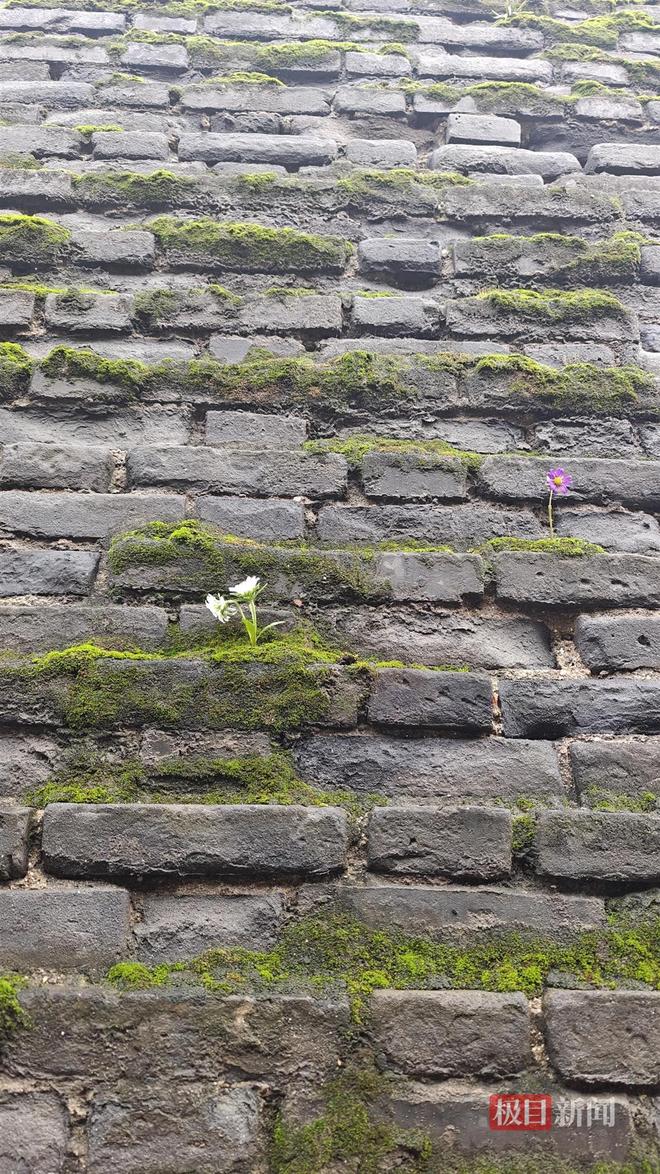 长蘑菇大雁塔受潮城墙布满青苔气象局解释成因pg电子中国网站西安连续一个多月降雨遍地(图5)