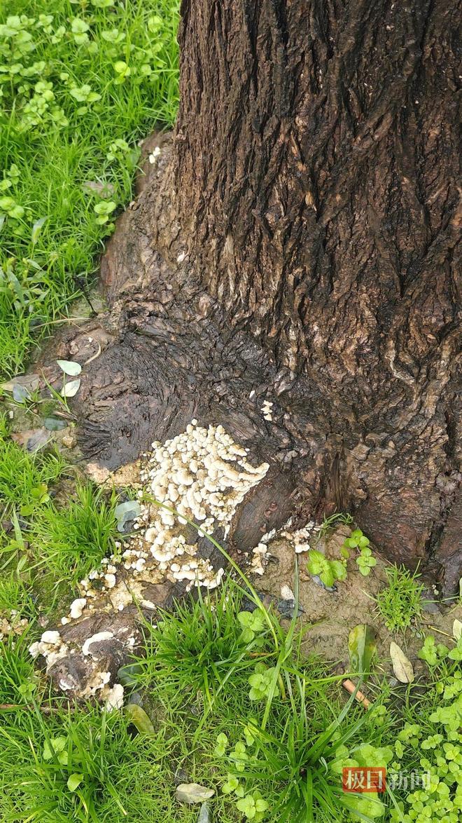 长蘑菇大雁塔受潮城墙布满青苔气象局解释成因pg电子中国网站西安连续一个多月降雨遍地(图2)