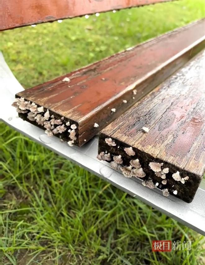 长蘑菇大雁塔受潮城墙布满青苔气象局解释成因pg电子中国网站西安连续一个多月降雨遍地(图3)